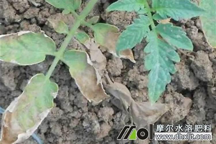 番茄肥害表现有哪些？防治番茄病害应提前动手