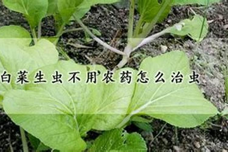 小白菜生虫不用农药怎么治虫,打了药多久可以吃