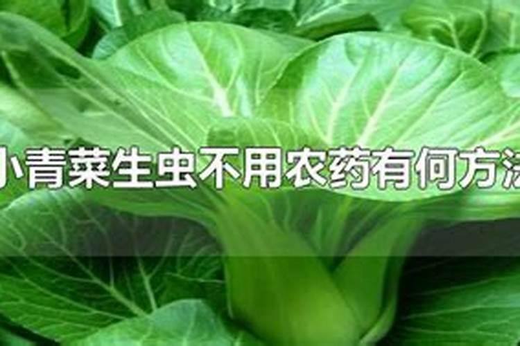 小青菜生虫不用农药有何方法能驱虫