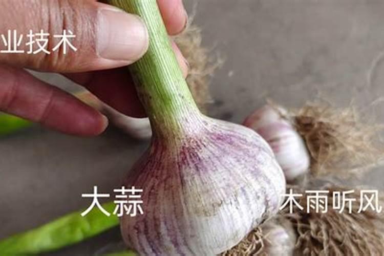 掌握大蒜种植的黄金法则：方法与时机？