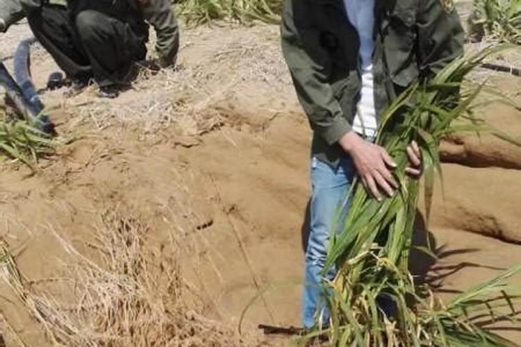 干旱地区适合种植什么干旱地区适合种植哪些植物