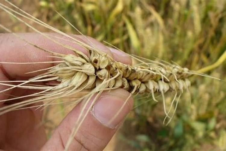 保卫金色希望：小麦播种后的地下害虫防治策略