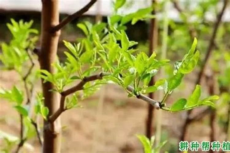 枣树定植后的管理艺术：确保丰收的关键步骤