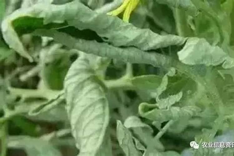 植物叶子卷曲什么原因