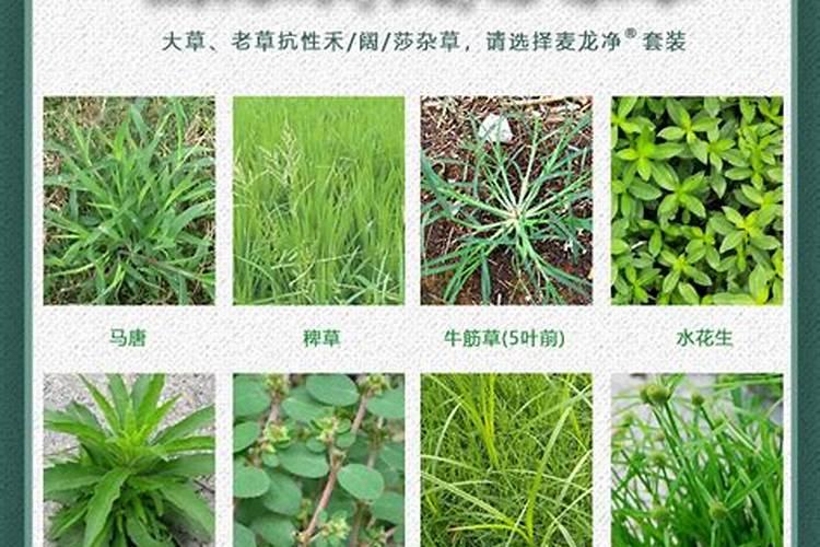 麦冬草坪除草难？方法都在这里！