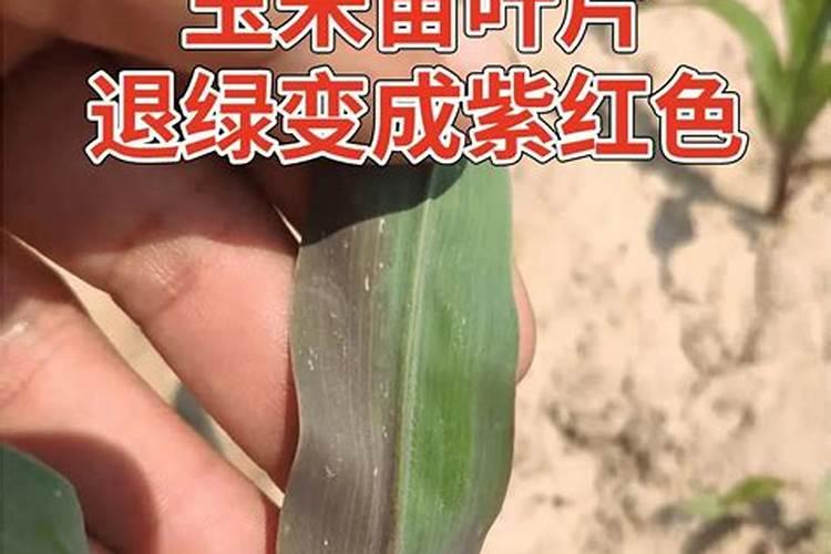 玉米苗发紫是什么原因？