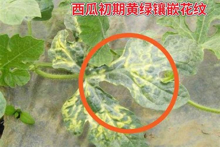 夏季蔬菜病毒病预防方法蔬菜养殖方法总结