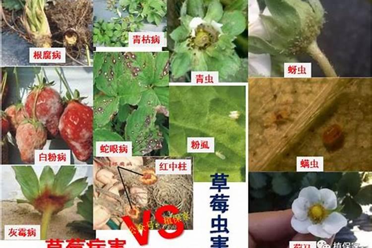 绿色守护：巧用药剂防治草莓病虫害