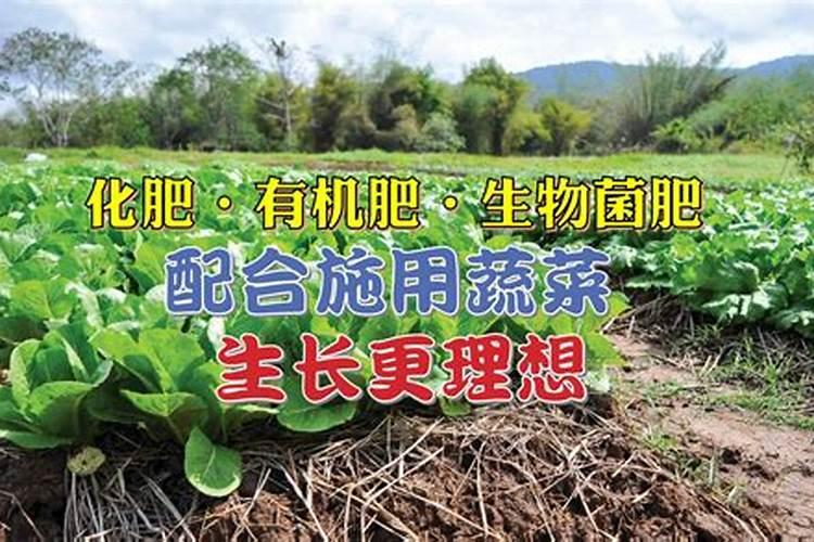 选购微生物肥料的智慧：关注要点与实用指南