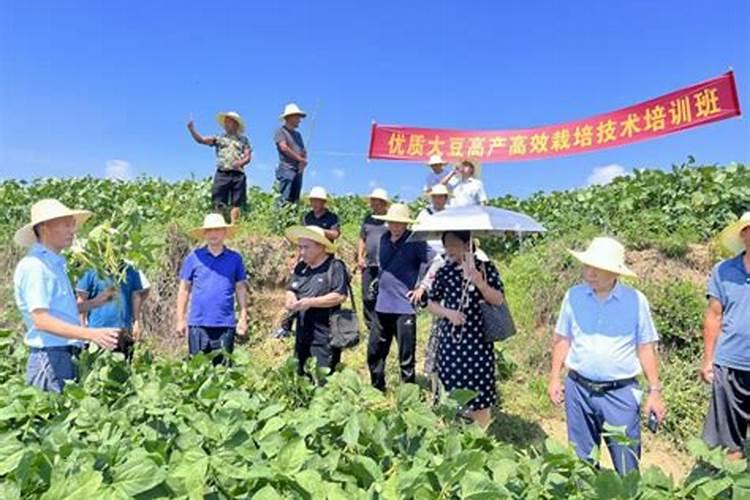 大豆高效栽培：技术与管理的艺术