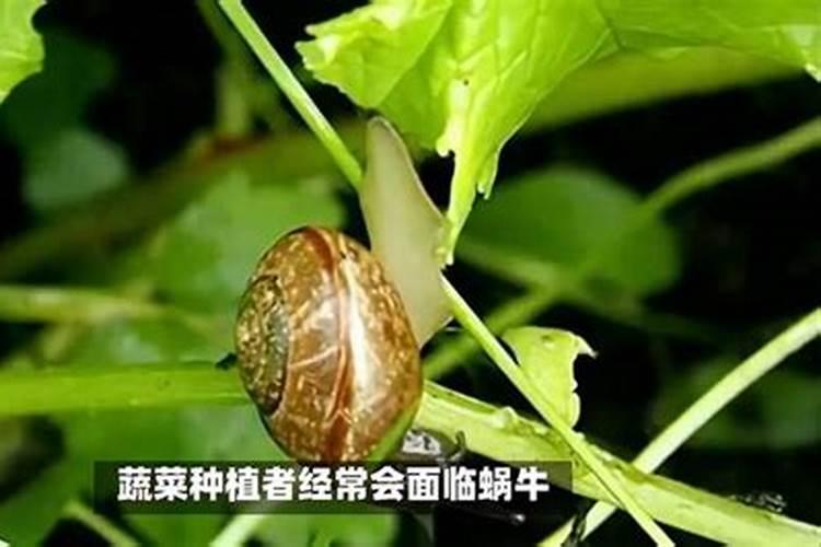 菜地里有蜗牛太多怎么灭