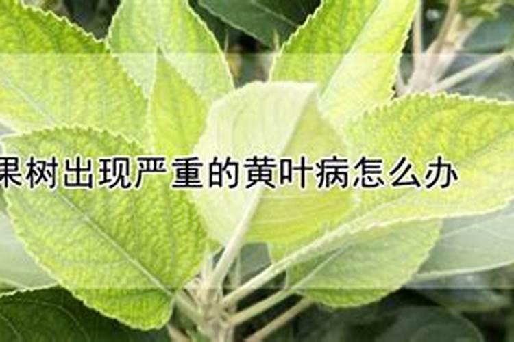 沙地柏出现黄叶病怎么办