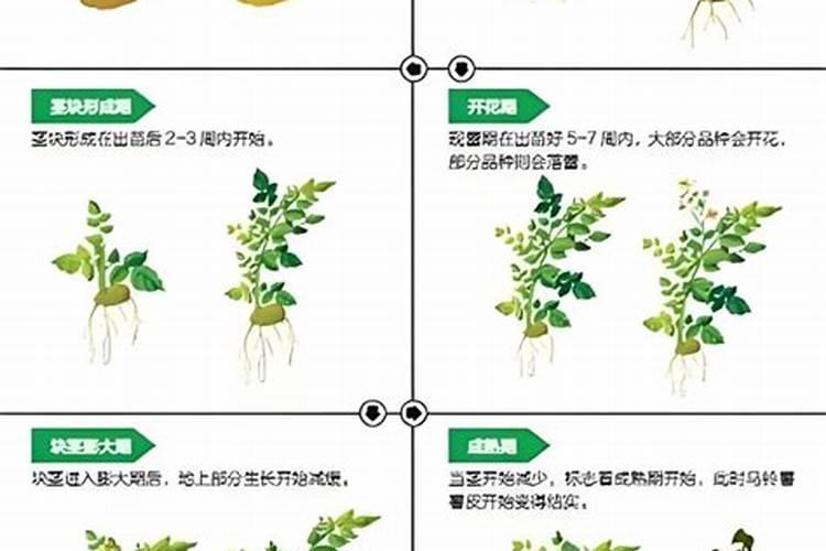 哈密瓜种植秘籍：精准施肥技巧与肥料选择