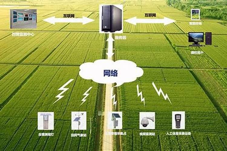 田间智慧：水稻种植的用药策略与效益最大化