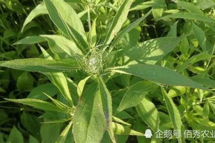 根茎膨大剂在中药材种植上怎么用？