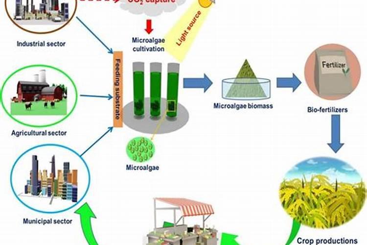 绿色农业的守护者：无公害农作物与微生物肥料的完美匹配