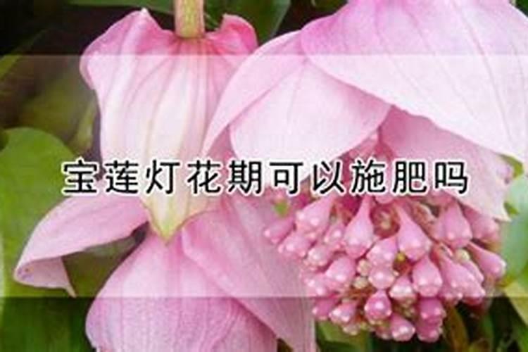 揭秘宝莲灯花期：施肥的奥秘