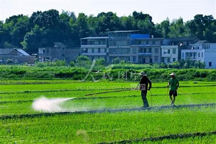 夏季喷施农药,需避开哪四种天气？