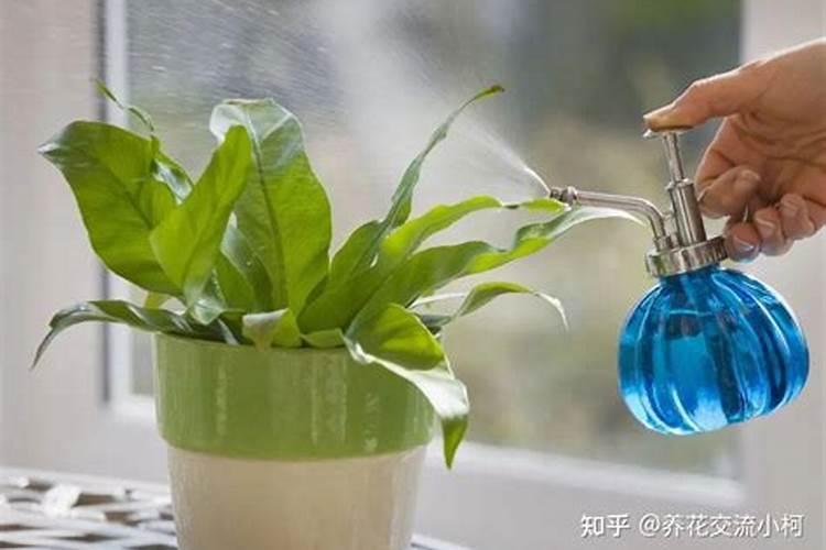 盆栽植物什么时候浇水？