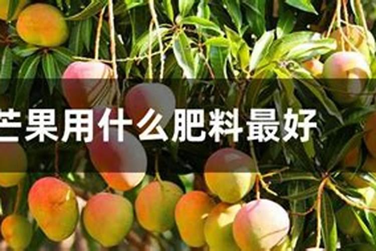 芒果树用什么肥料最好