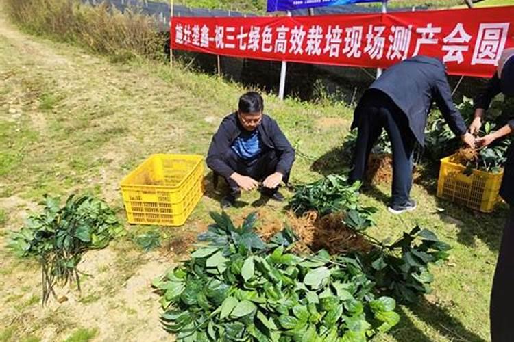 揭秘中药材三七的高效栽培技术