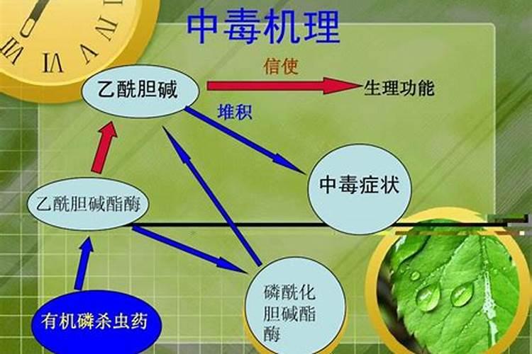 有机磷农药：种类、特性与安全使用指南