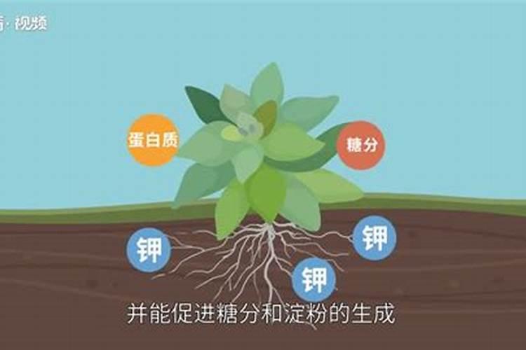 钾肥对植物的作用用多少克合适？