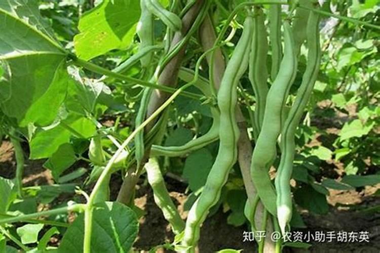 芸豆用药防病：关键注意事项解读