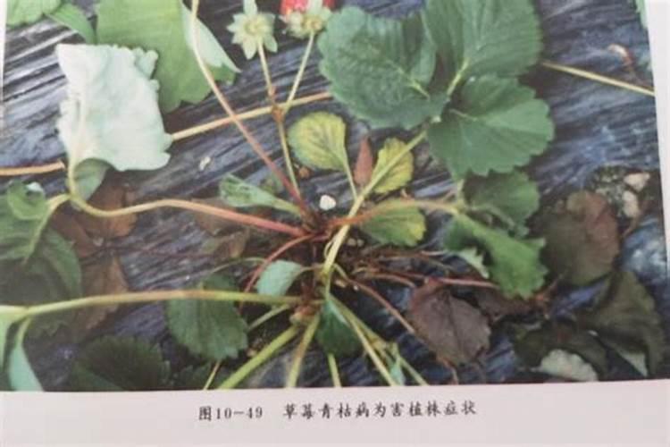 揭秘草莓青枯病：症状、影响与治理策略