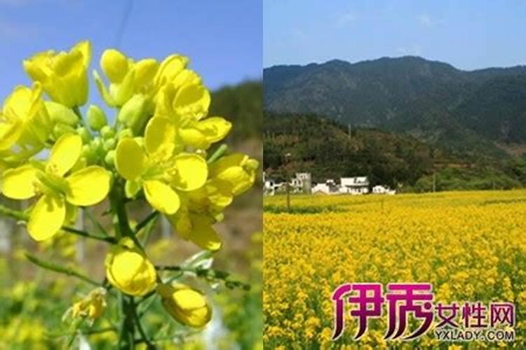 油菜花花期如何管理？