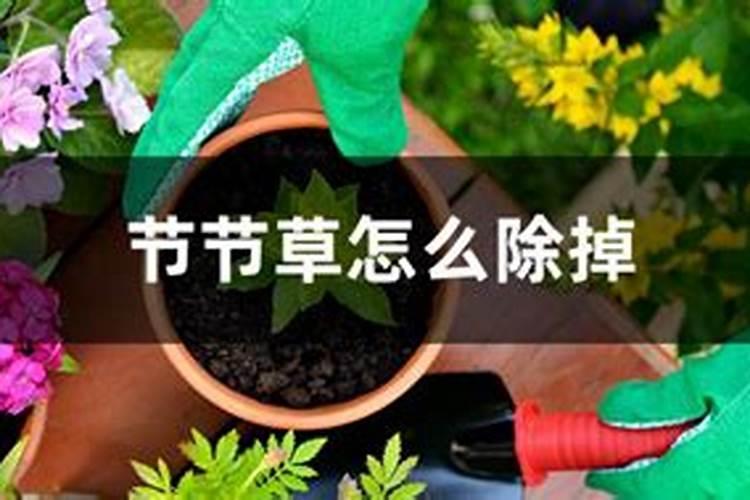 根除之道：节节草的终结者