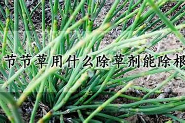 节节草用什么除草剂能除根