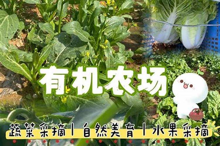 守护绿色防线：豆角里的蛆虫与我们的对抗策略