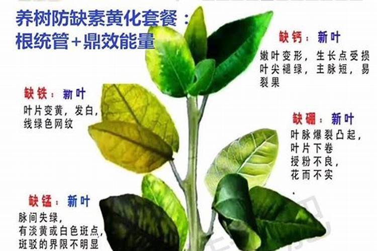 植物几种缺素症的防治方法？