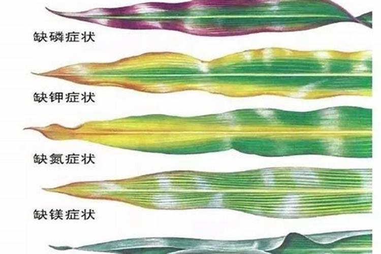 植物缺素症的具体表现是什么