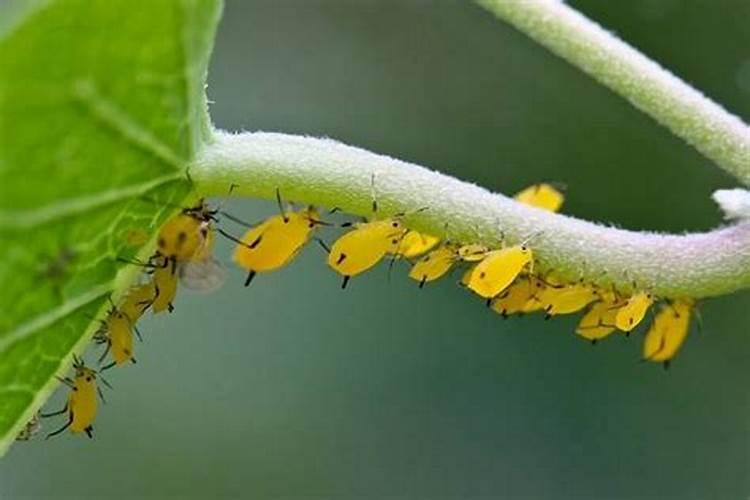 守护绿意盎然：蔬菜蚜虫防治药剂全解析