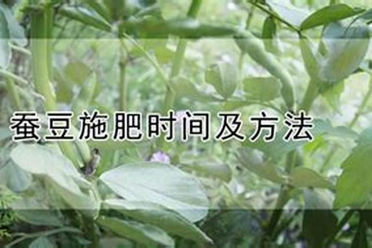 蚕豆施肥全攻略：迈向高产的关键