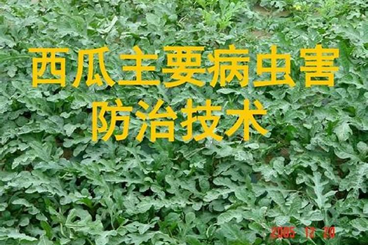 设施西瓜病虫害绿色防控技术：守护甜蜜果实的关键