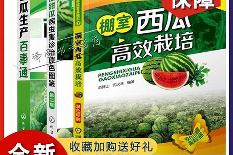 绿色守护：西瓜病虫害防治与用药全攻略