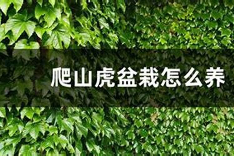 爬山虎盆栽怎么养