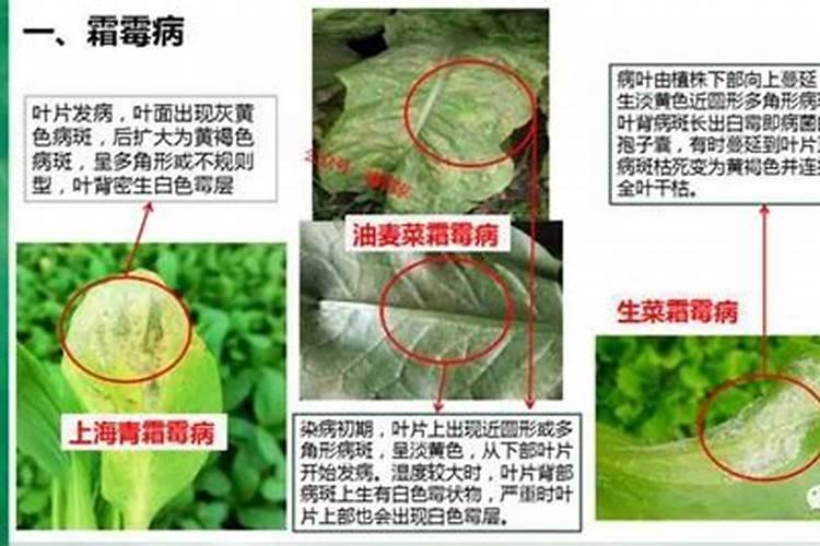 多茬叶菜病虫害的药剂防治法？