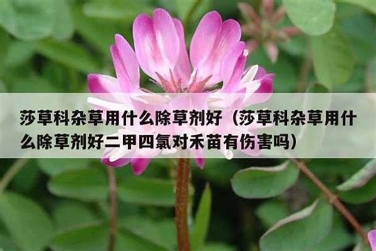 什么除草剂对莎草科有效