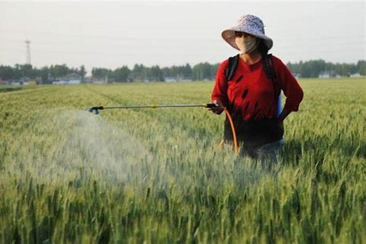 小麦什么时候喷施磷酸二氢钾？