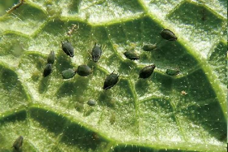 雨后蚜虫：雨水与农业害虫的微妙关系