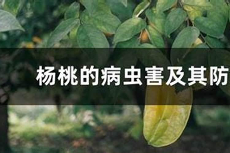 杨桃炭疽病的药剂防治：守护绿金的科学策略