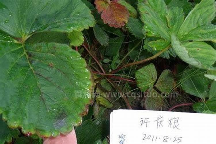 揭秘人参炭疽病的克星：有效防治药物全解析