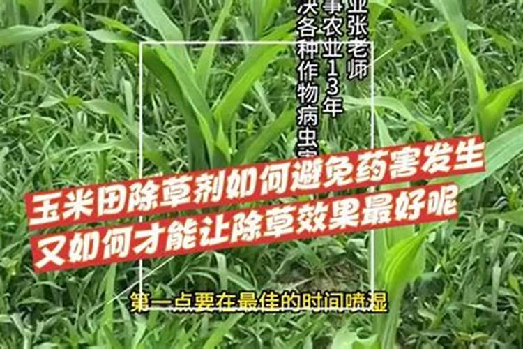 守护绿色：策略与实践，如何防止除草剂药害？