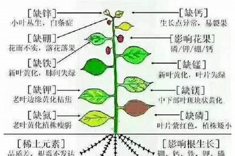 作物缺素的原因有哪些？