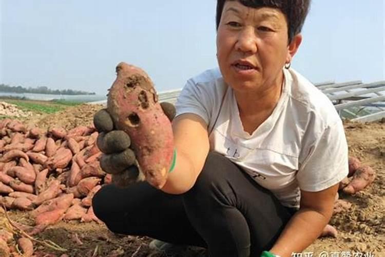 地老虎用什么药防治