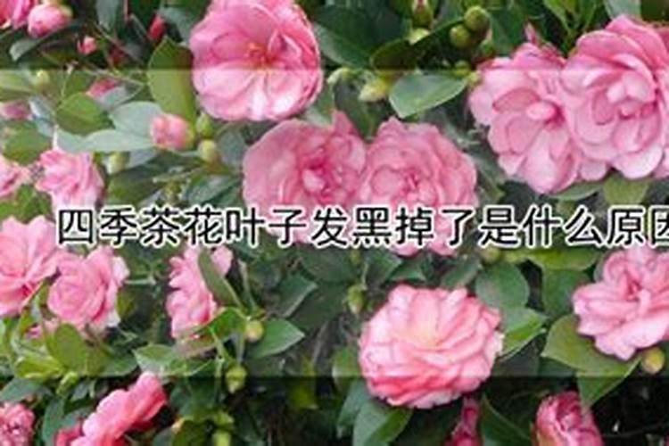 四季茶花叶子发黑掉了是什么原因？